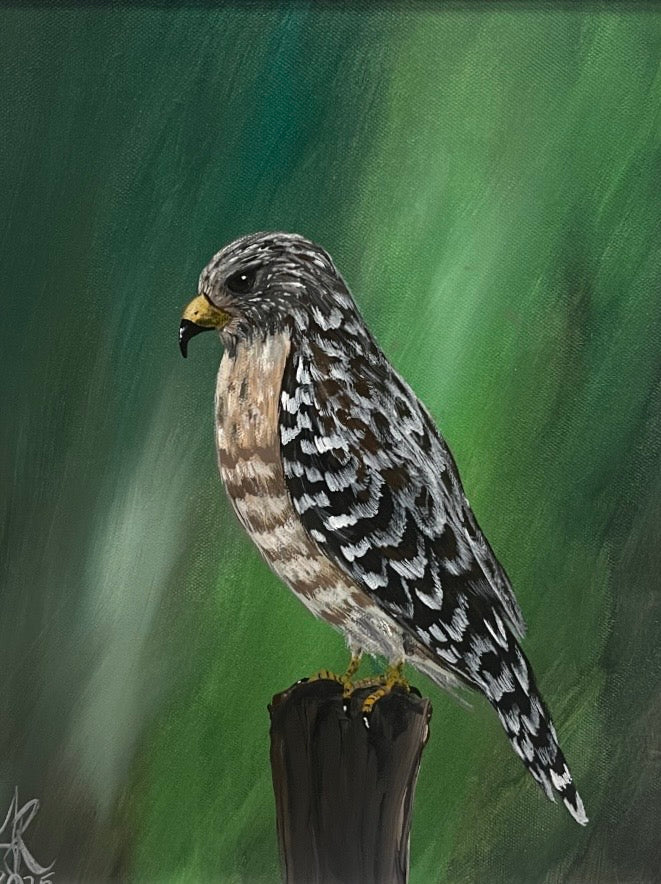 Red Shouldered Hawk