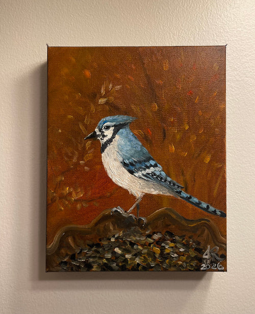 Blue Jay Lunch Time