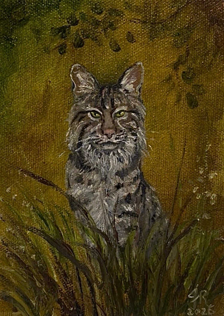 Summer Bobcat