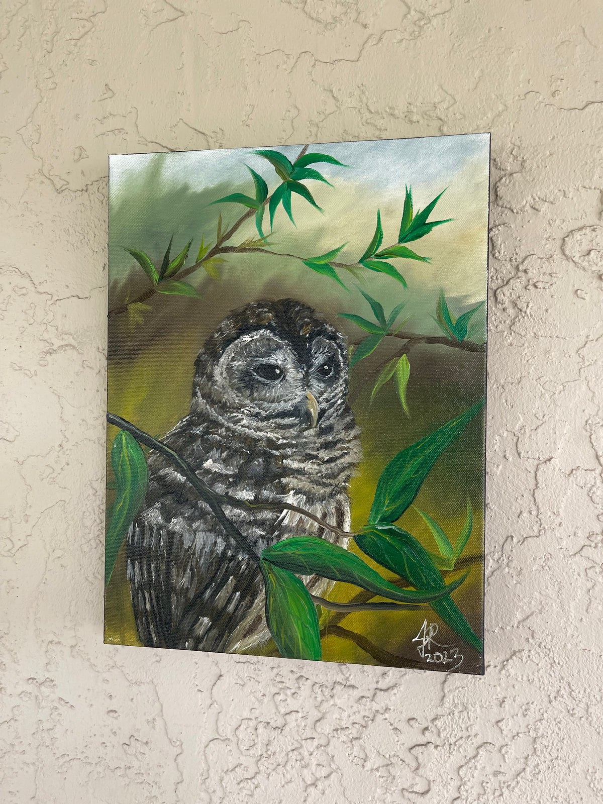 Perched Barred Owl