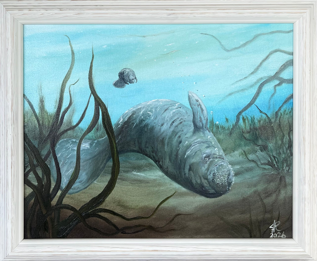 Curious Manatee