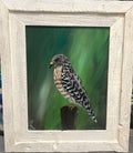 Red Shouldered Hawk