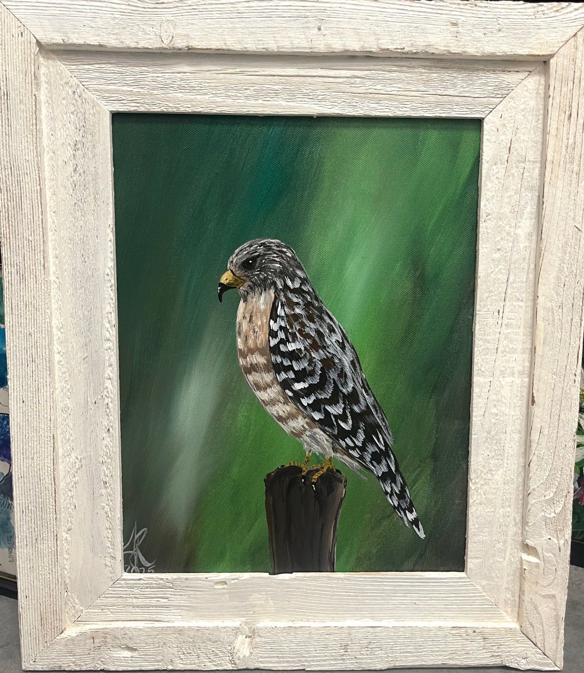 Red Shouldered Hawk
