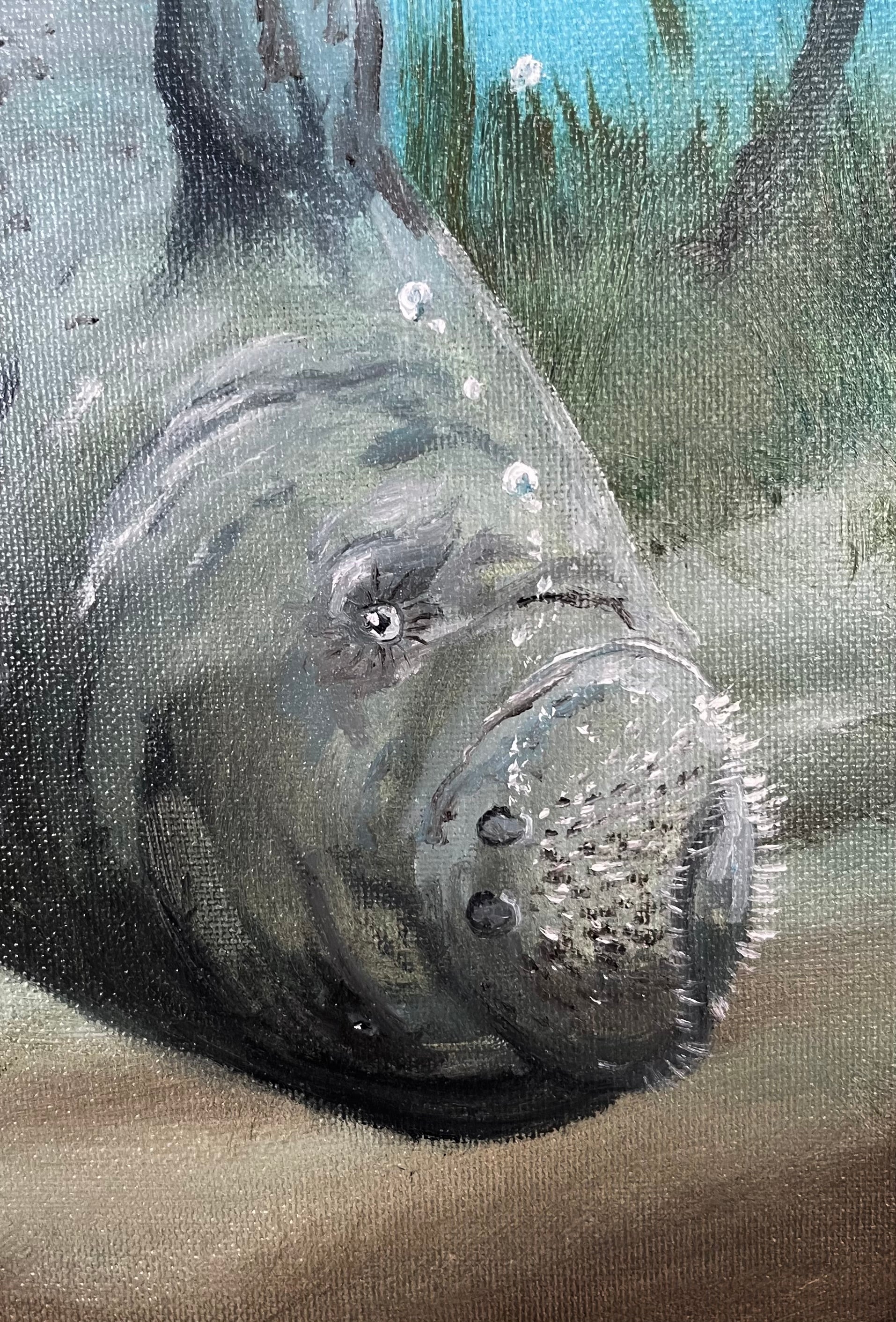 Curious Manatee
