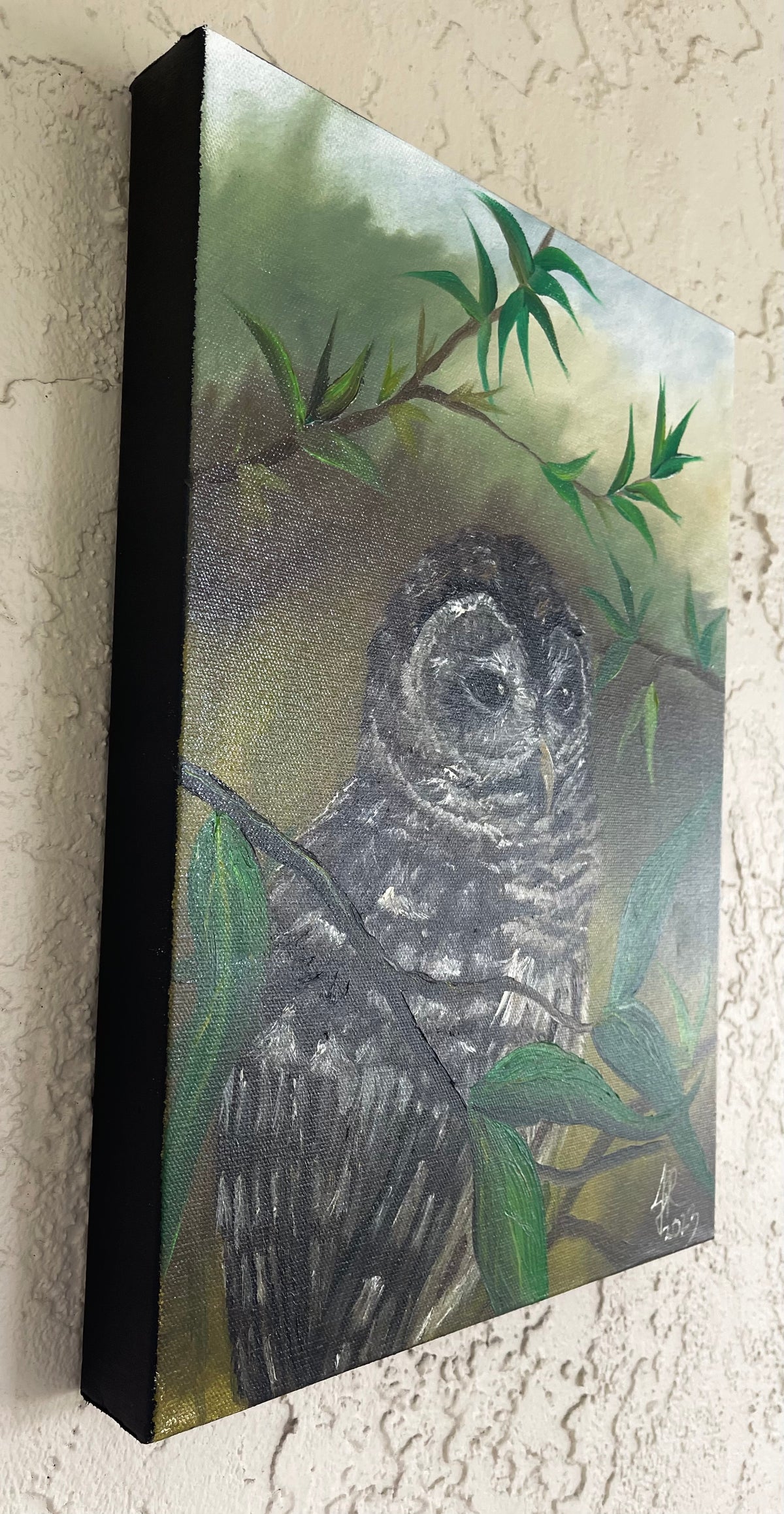 Perched Barred Owl