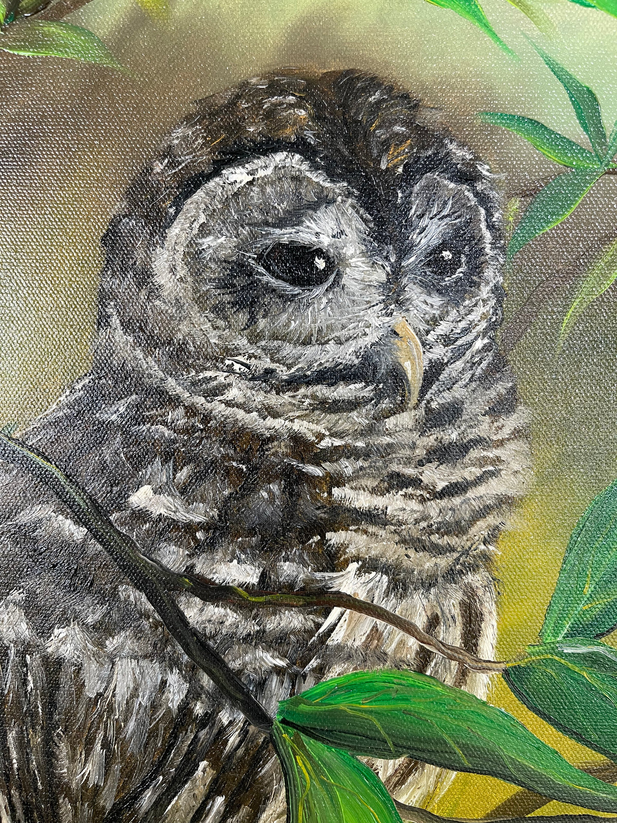 Perched Barred Owl